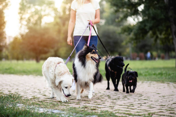 dog walker enjoying outdoors in park with group of dogs. dog walker enjoying outdoors in park with group of dogs.